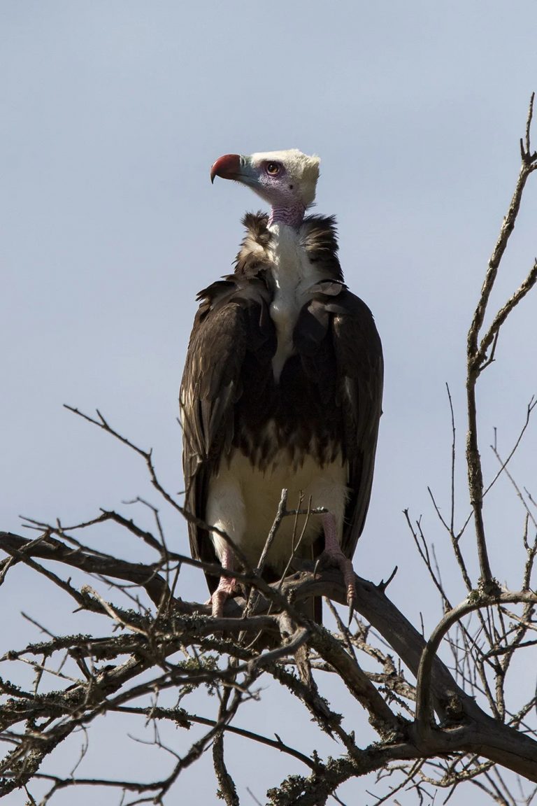 White headed vulture