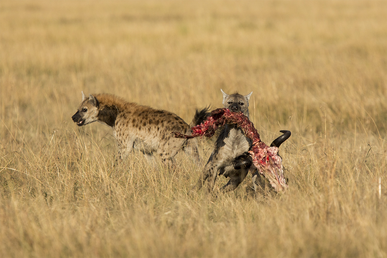 hyena steals