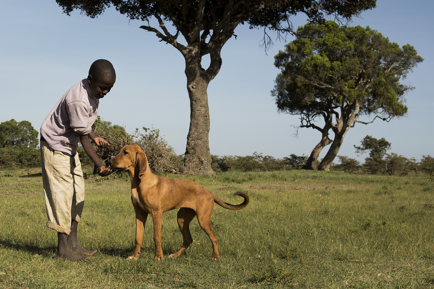 Sniffer dogs and kid