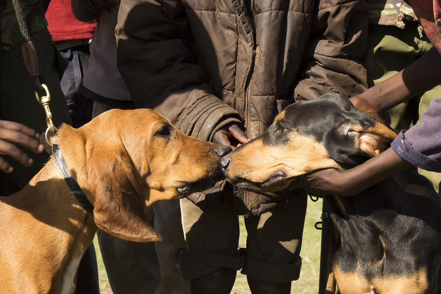 Sniffer dogs and kids hands