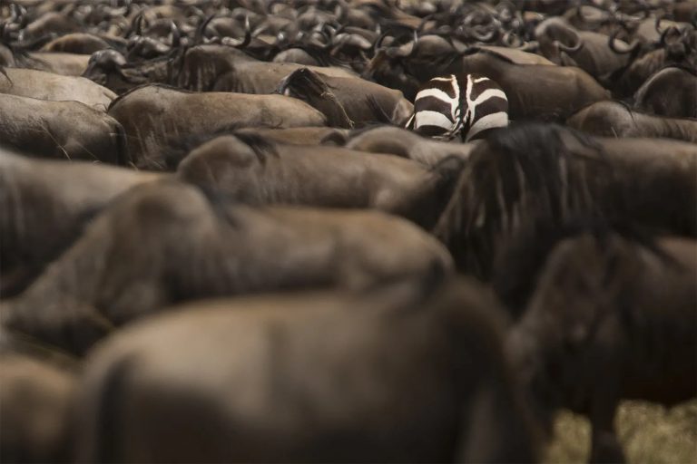 Zebra in wilde herd