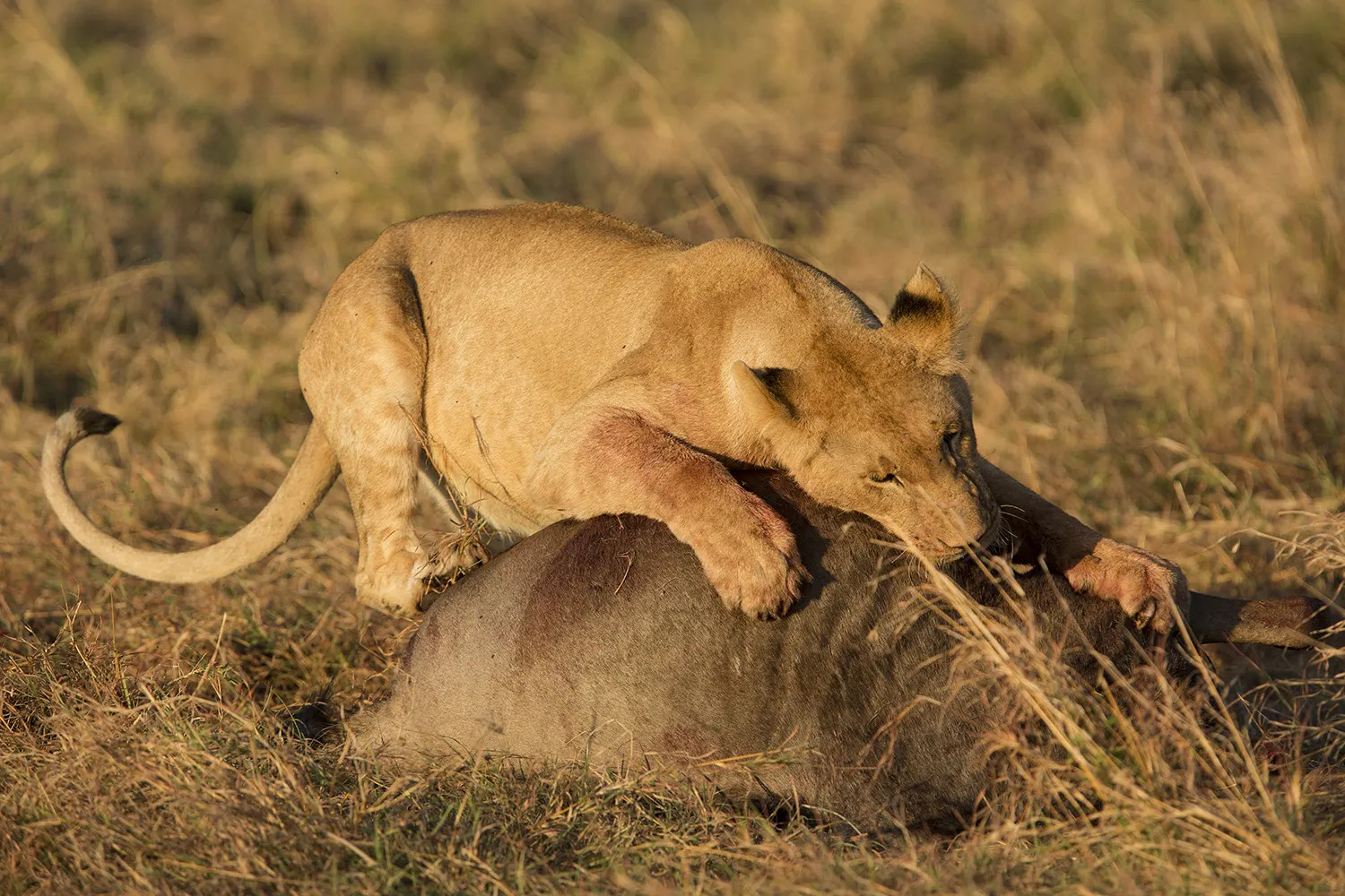 Lion on wildebeest