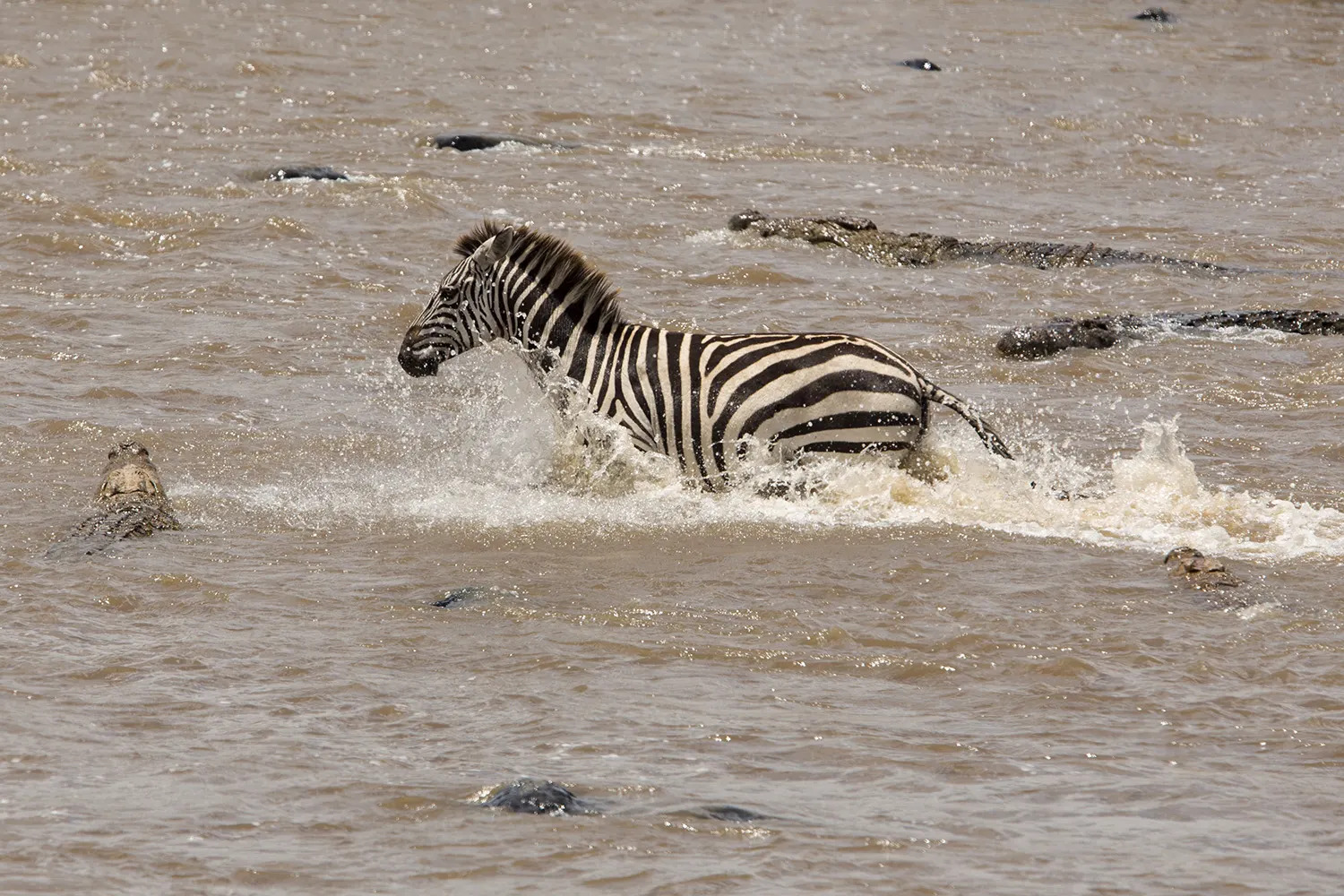 Zebra crossing mara river