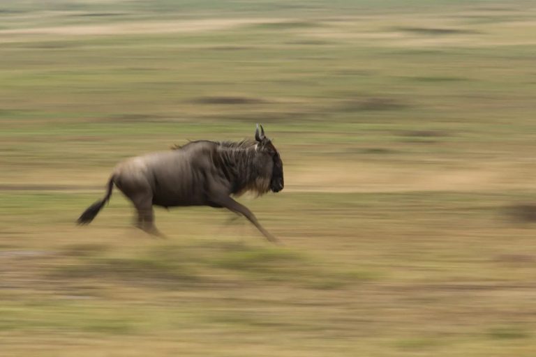 Wildebeest motion blur