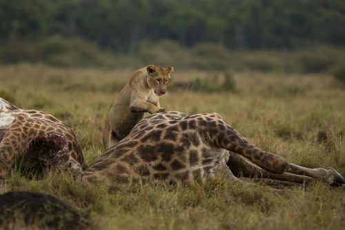 A lion scavenges two giraffes that faught to the death 