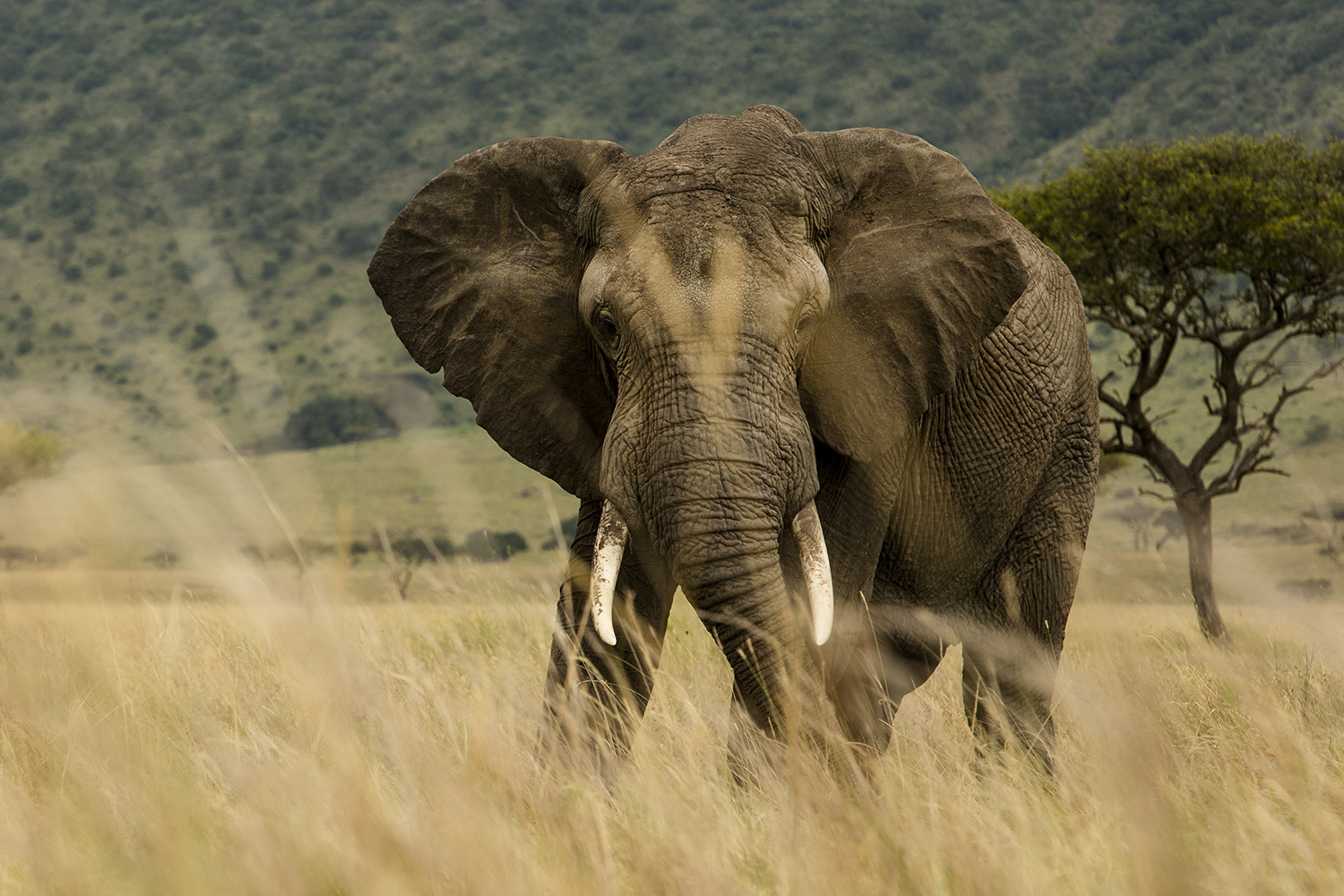 Elephant low grass