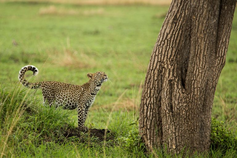 Leopard cub in the Maasai Mara