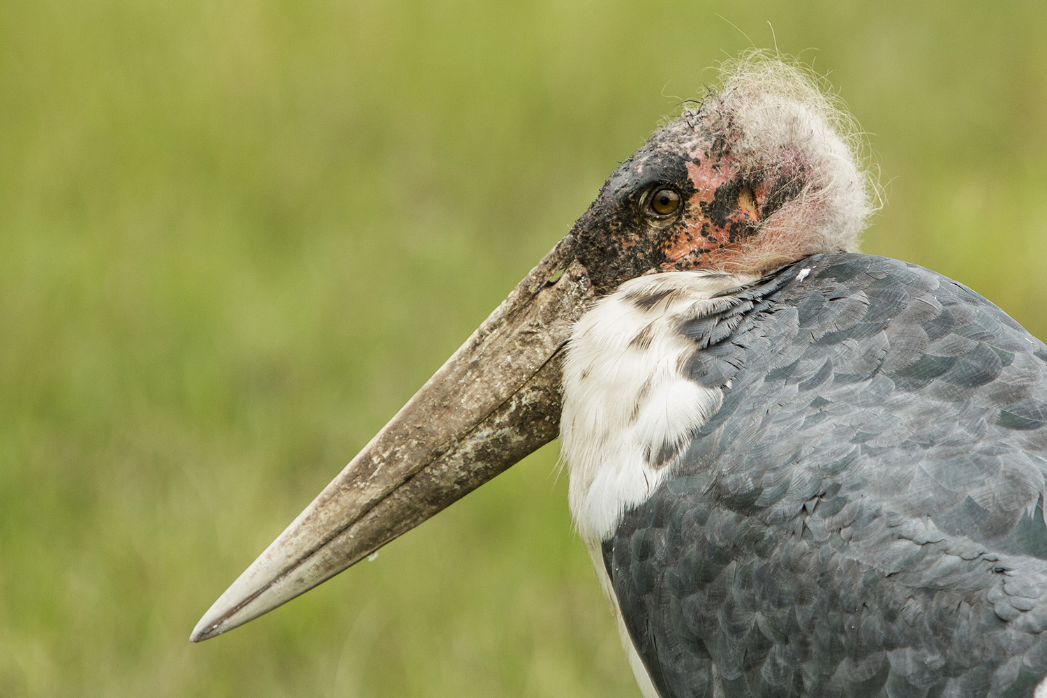 Marabout stork