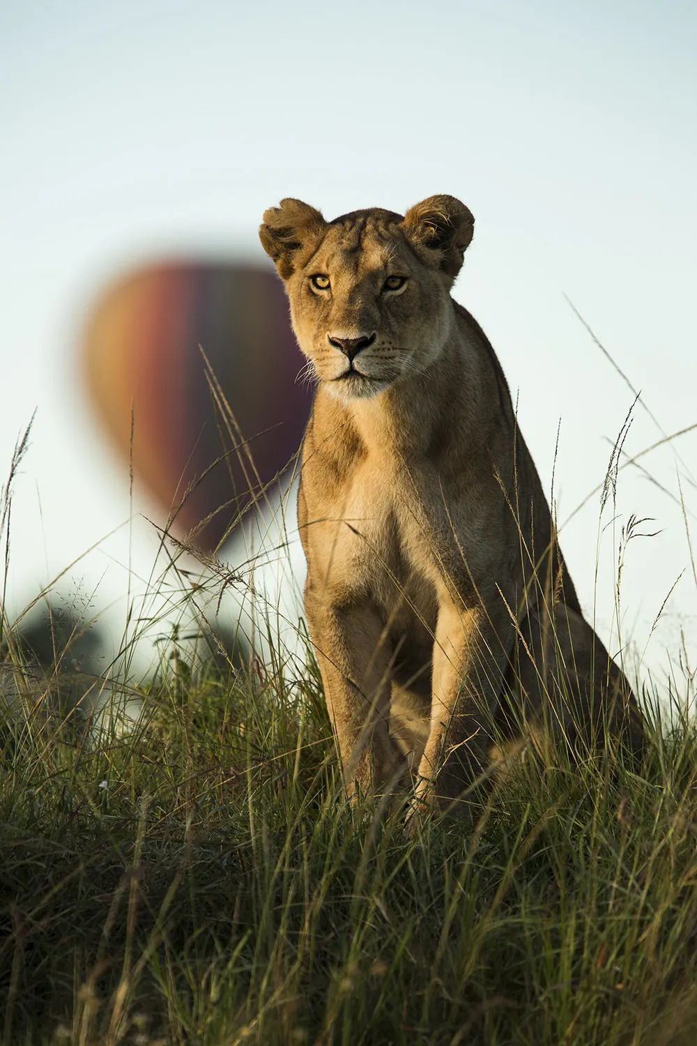 Lioness and balloon