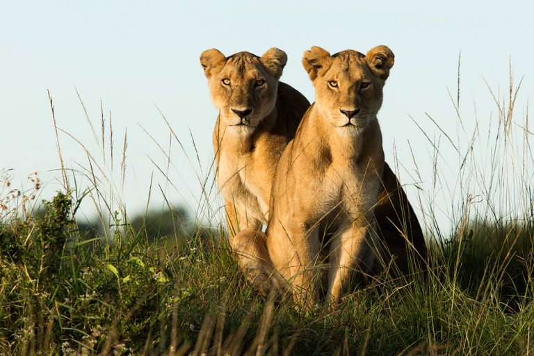 Two-lionesses in the Maasai Mara