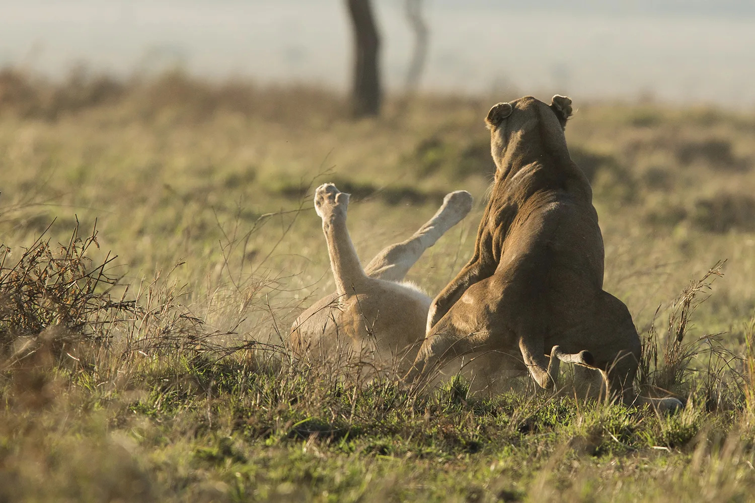 Sausage tree lioness kinky tail