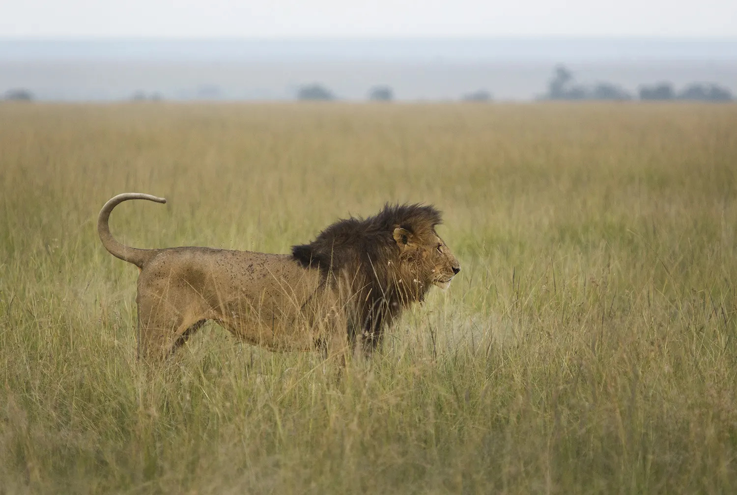 Male lion with half tail