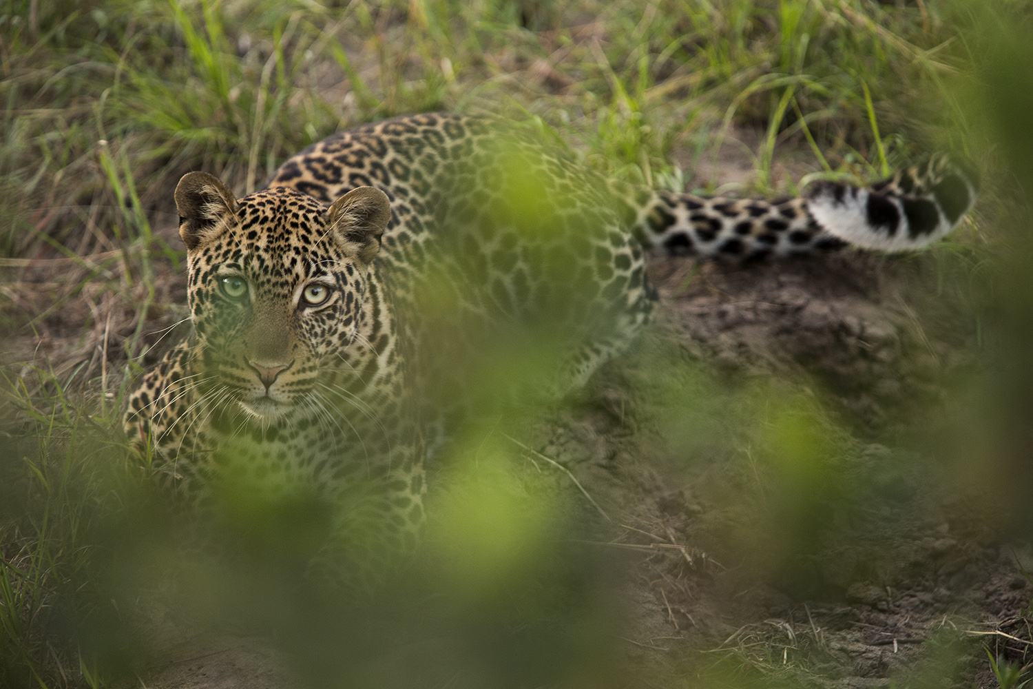 Leopard and greenery