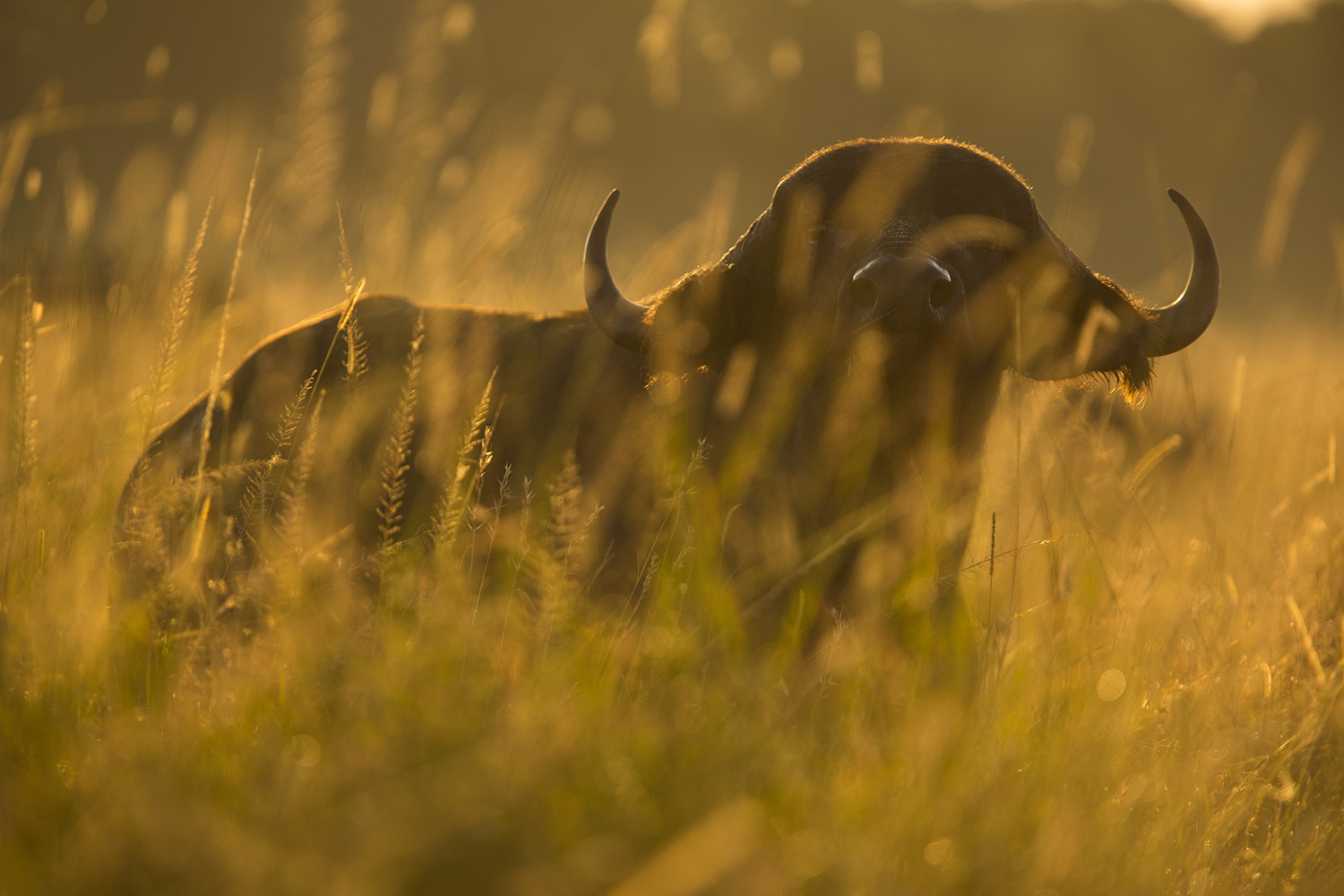 Buffalo stare backlight