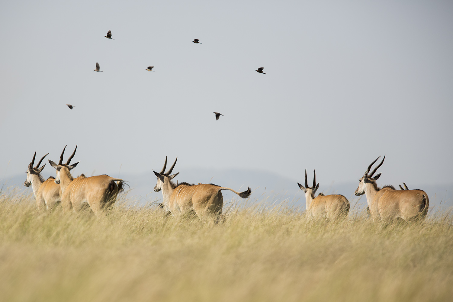 Eland running