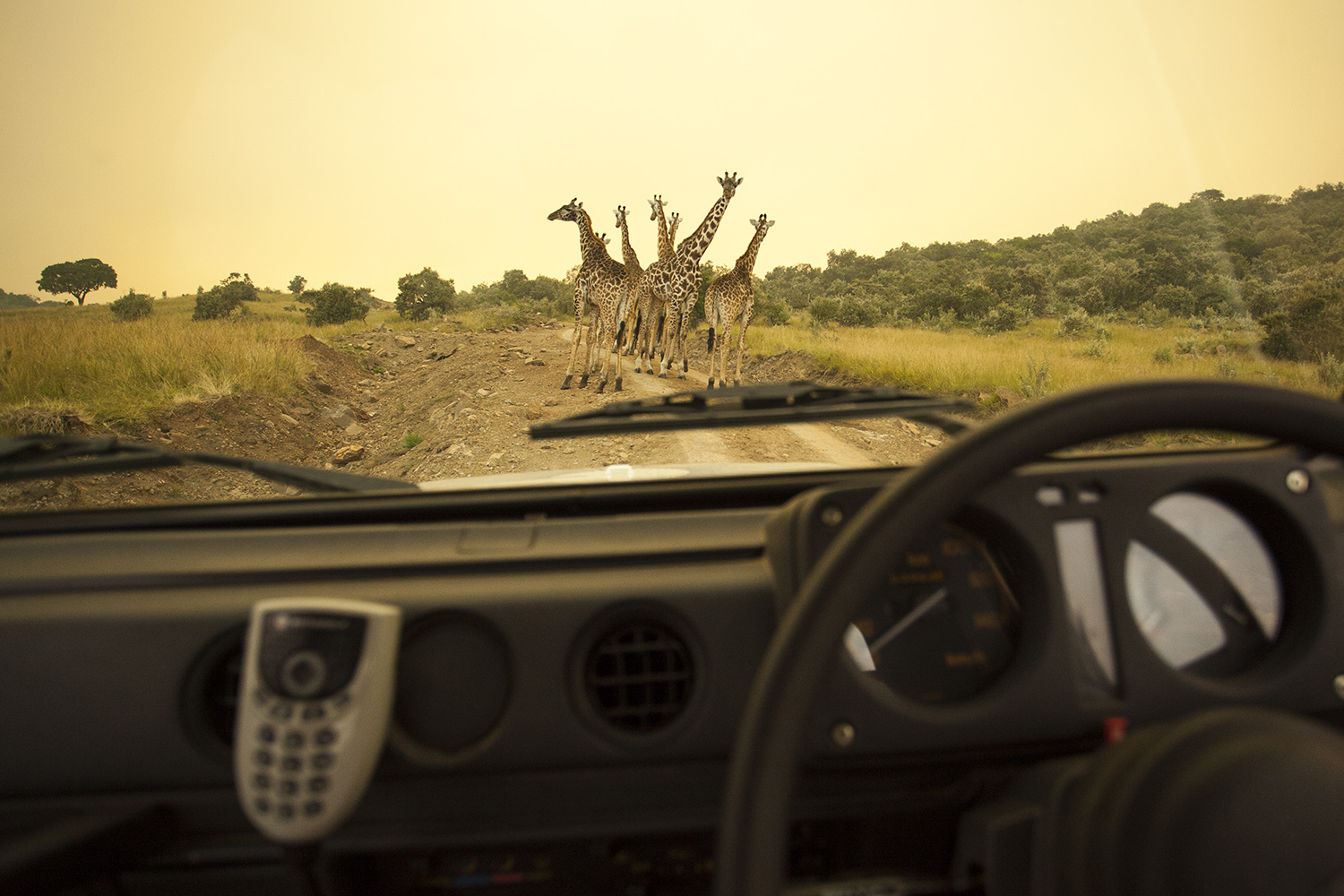 Girafffe on road in car