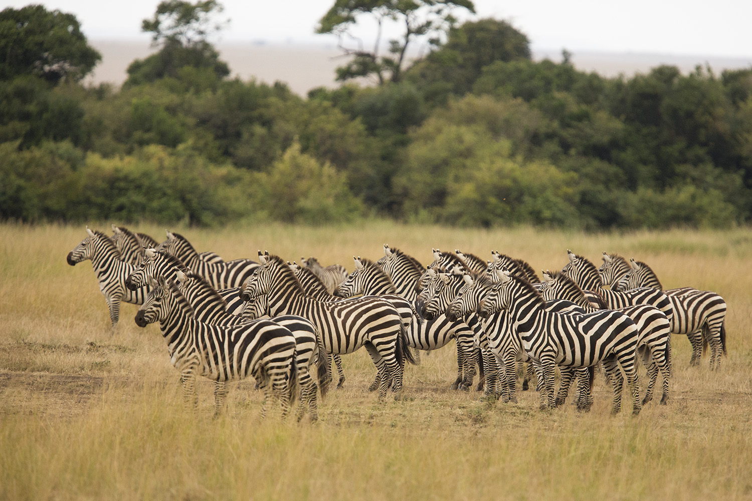 Group Zebra stare