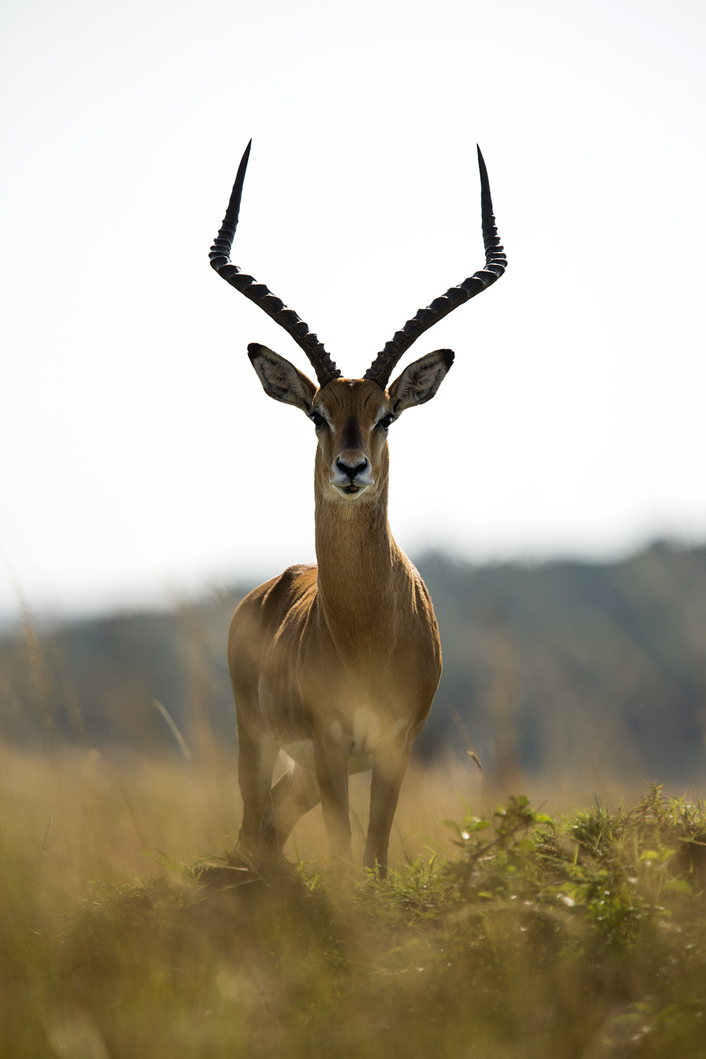 Impala portrait