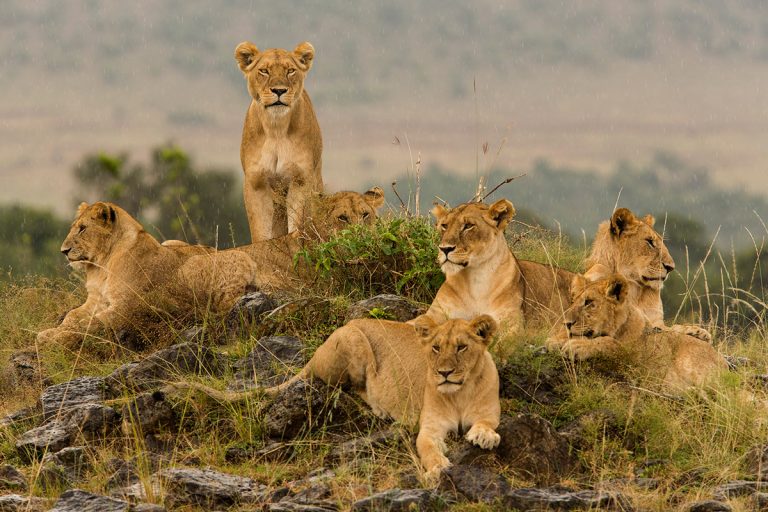 Lion-pride-and-the-stare-in-rain