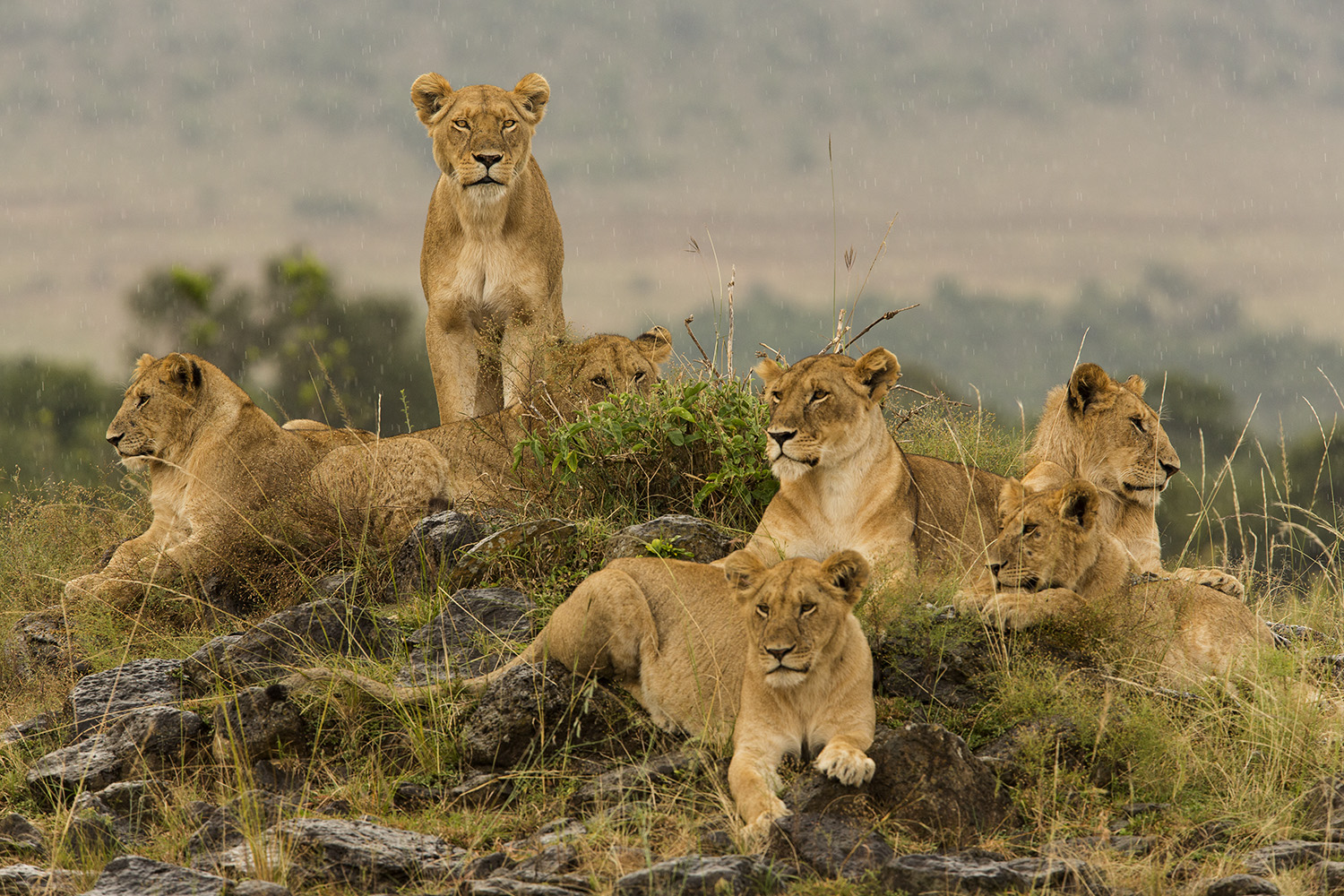 Lion pride and the stare in rain