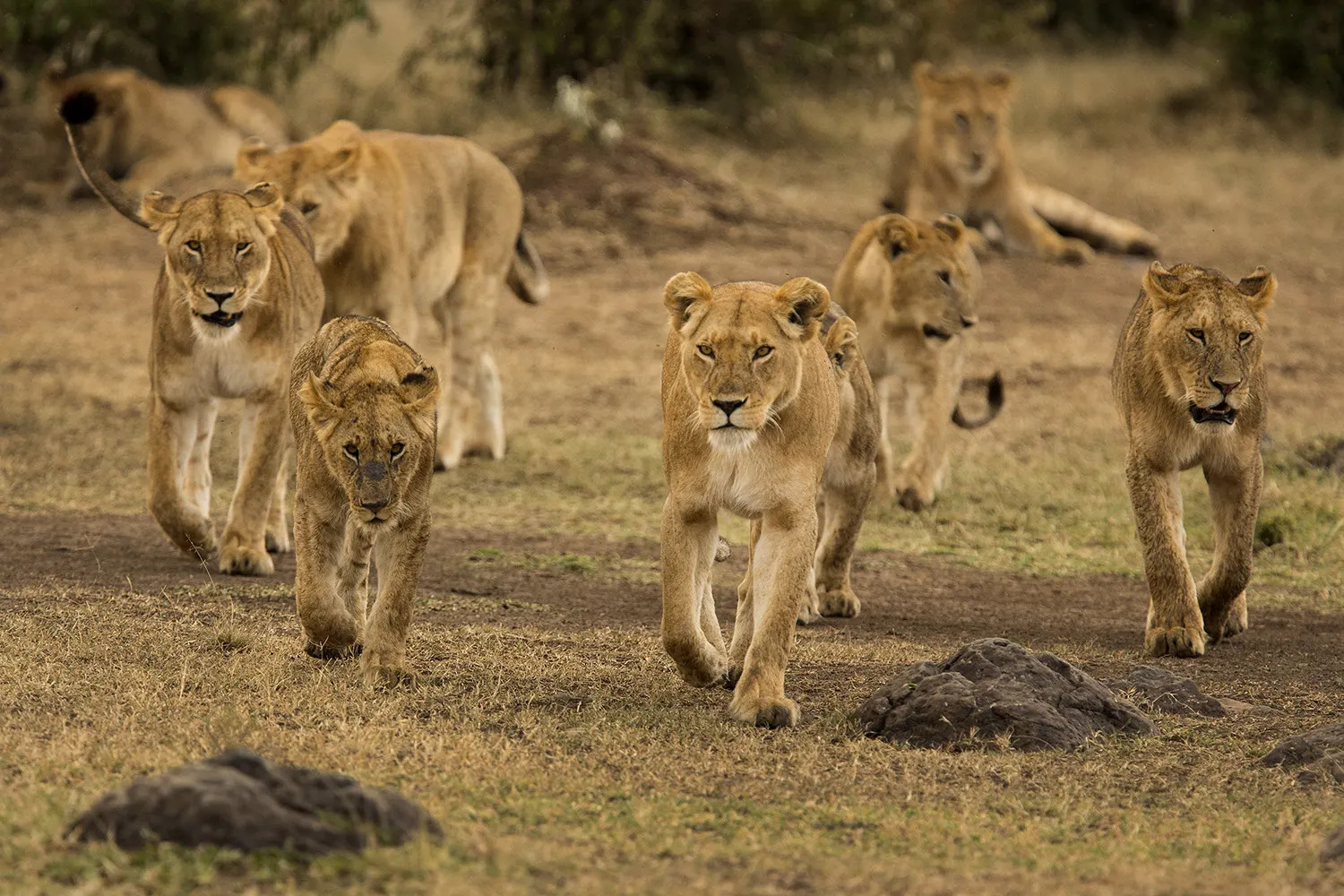 african lion pride with male