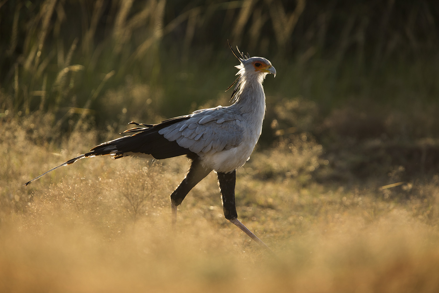 Secretary bird