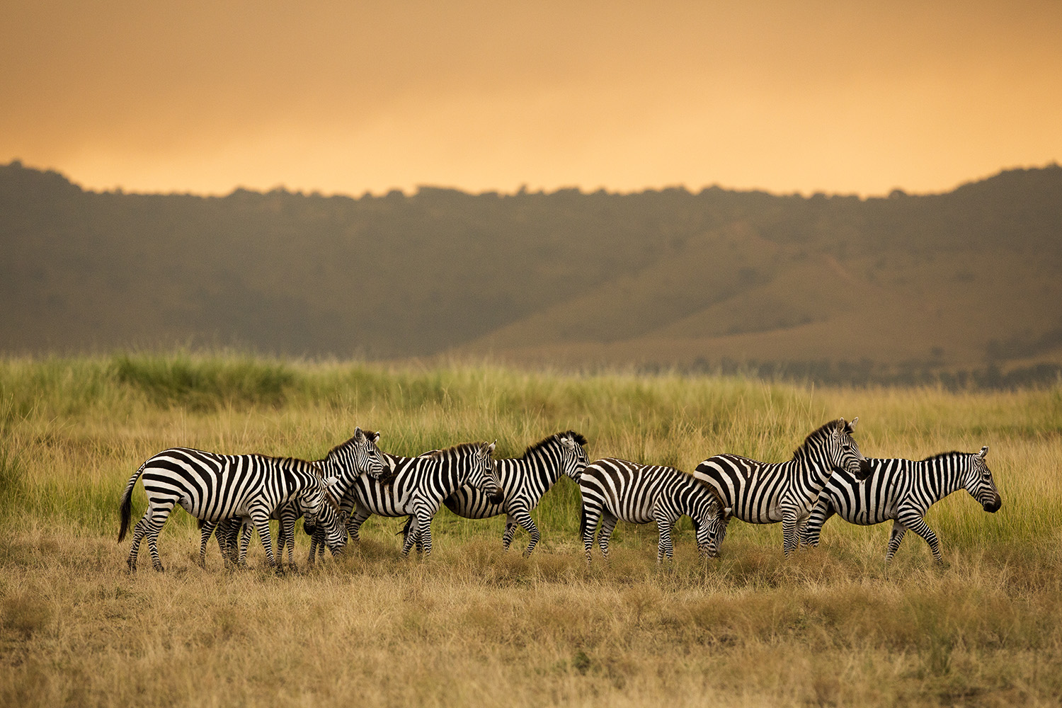 Zebra and smoke