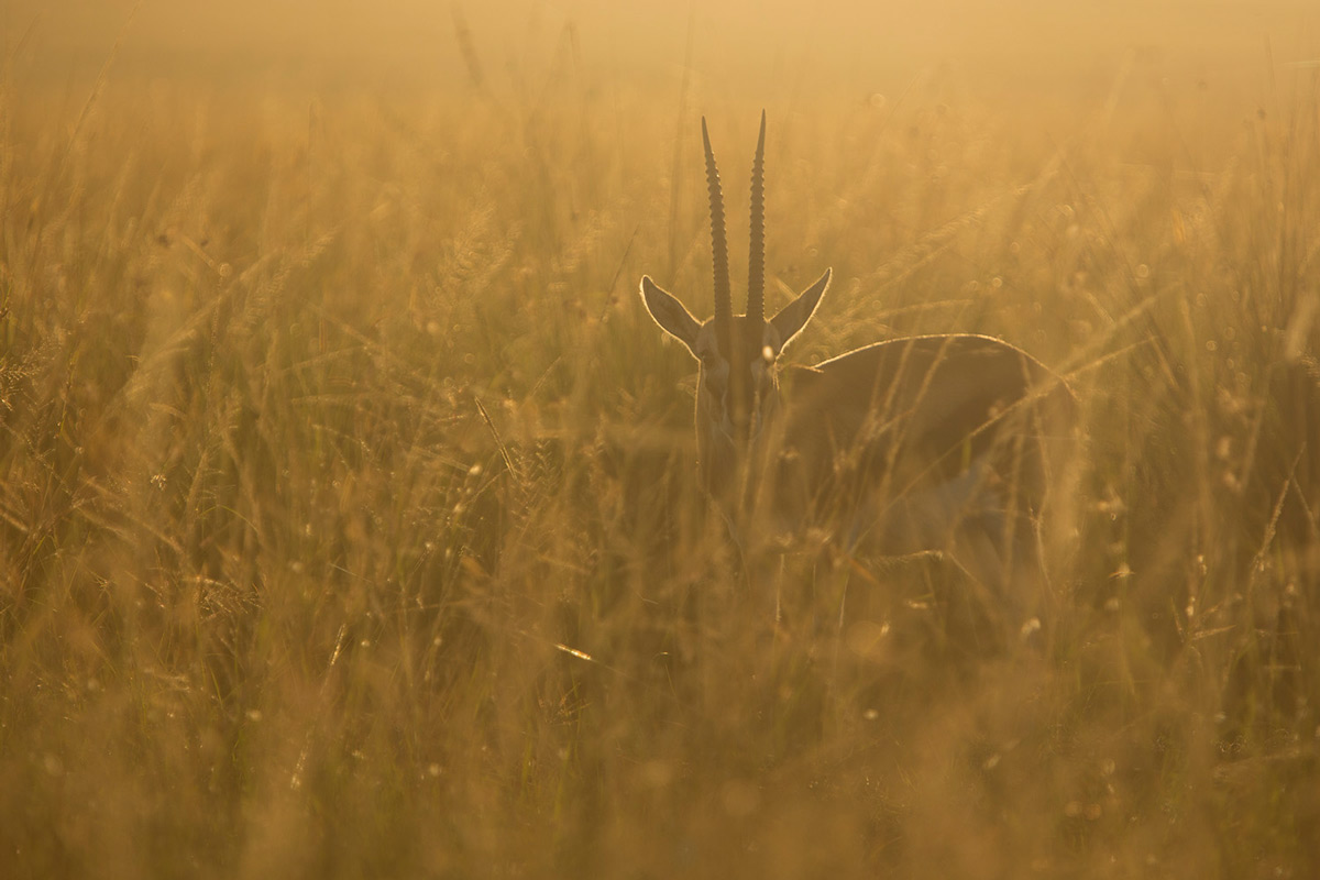 Gazelle-in-sunglight