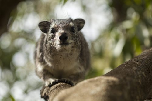 Angama Mara's resident hyrax