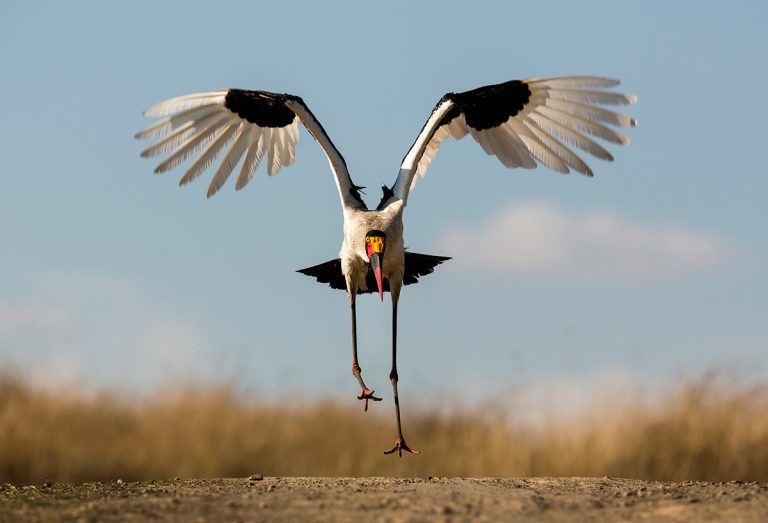 Saddlebilled-stork-takes-flight