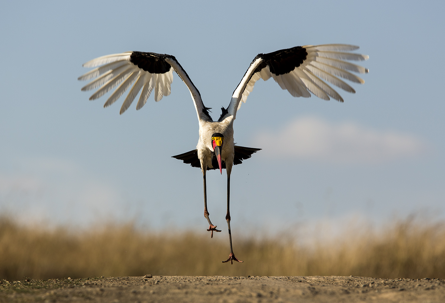 Saddlebilled stork takes flight