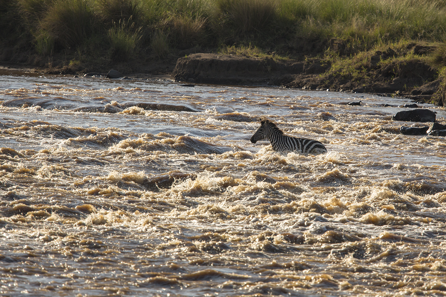 Zebra crossing water