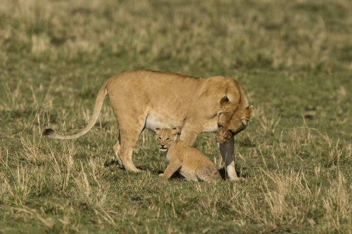 A lioness and her cub photographed by Adam Bannister