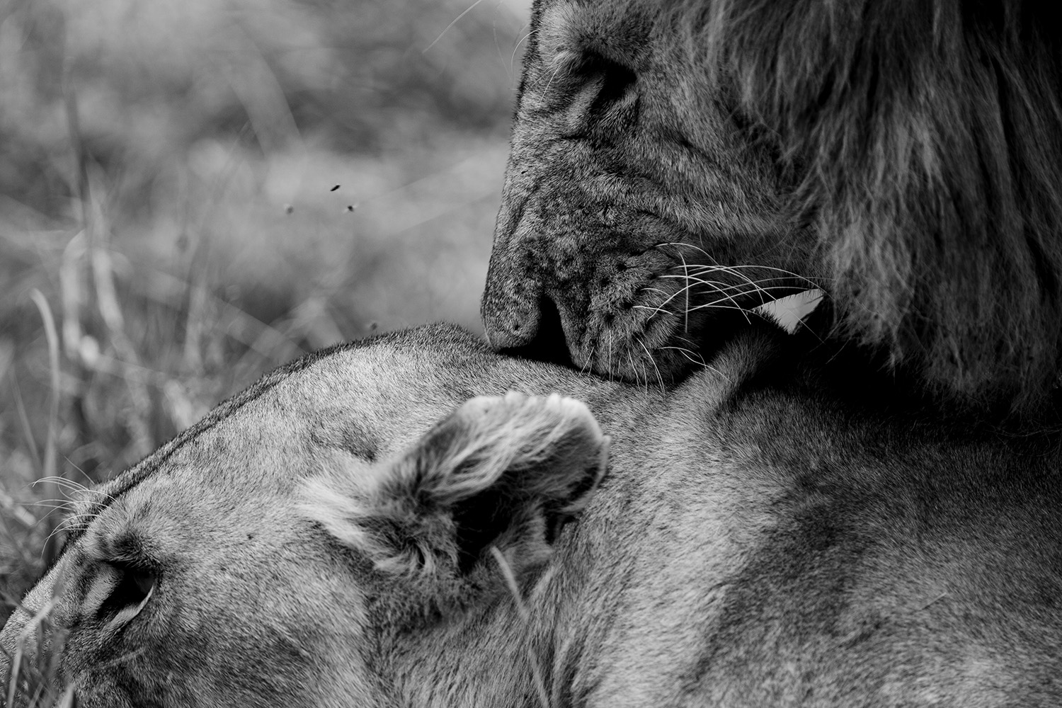 lions mating closeup
