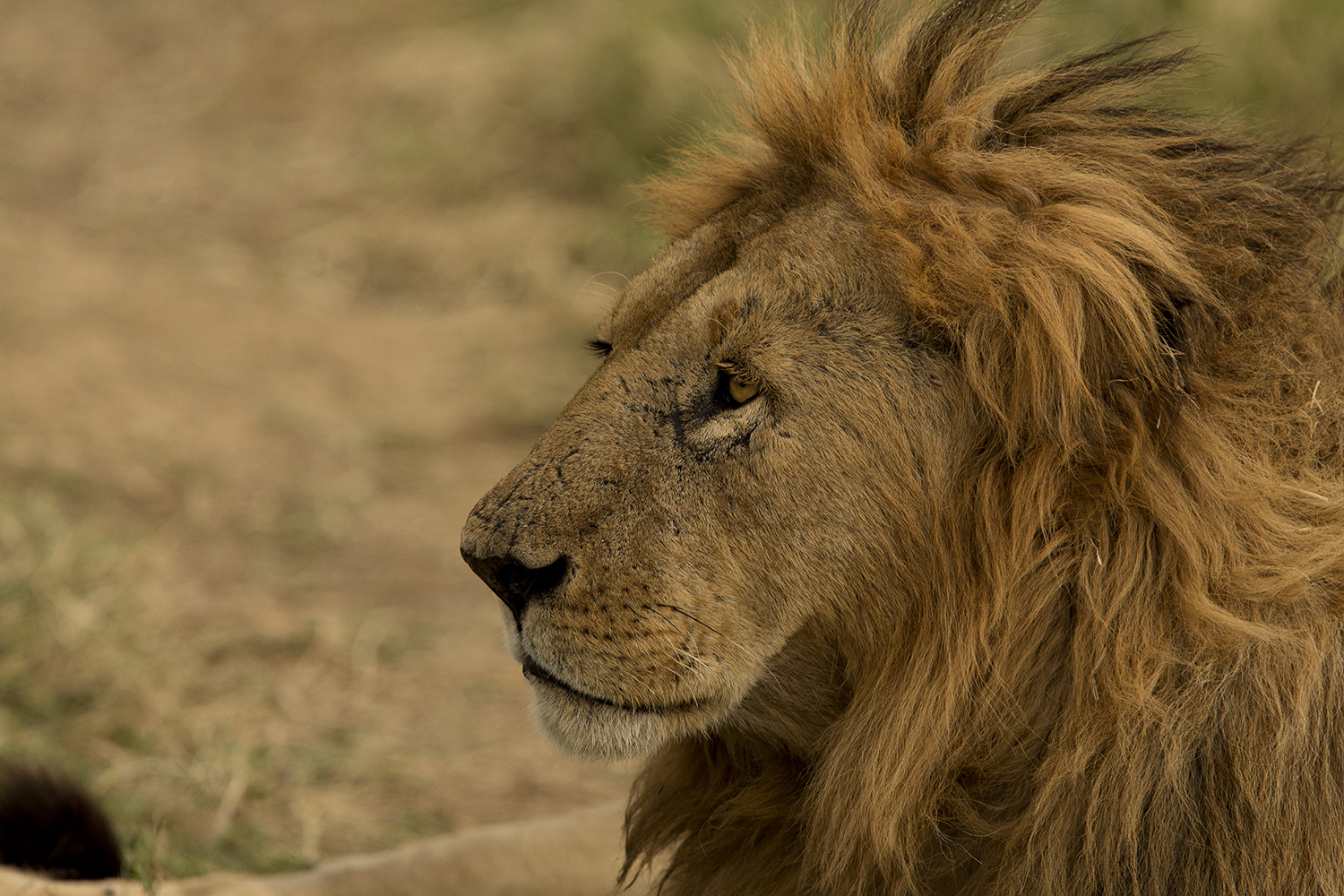 fierce male lion in the maasai mara