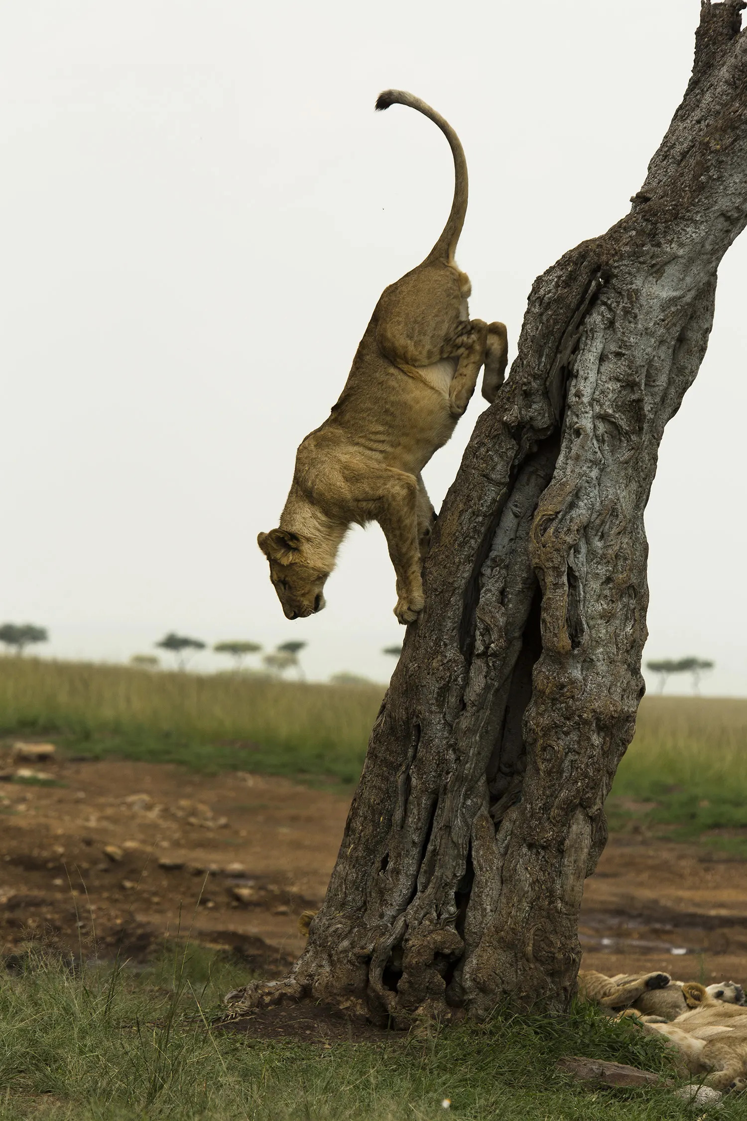 Angama pride cub comes down tree