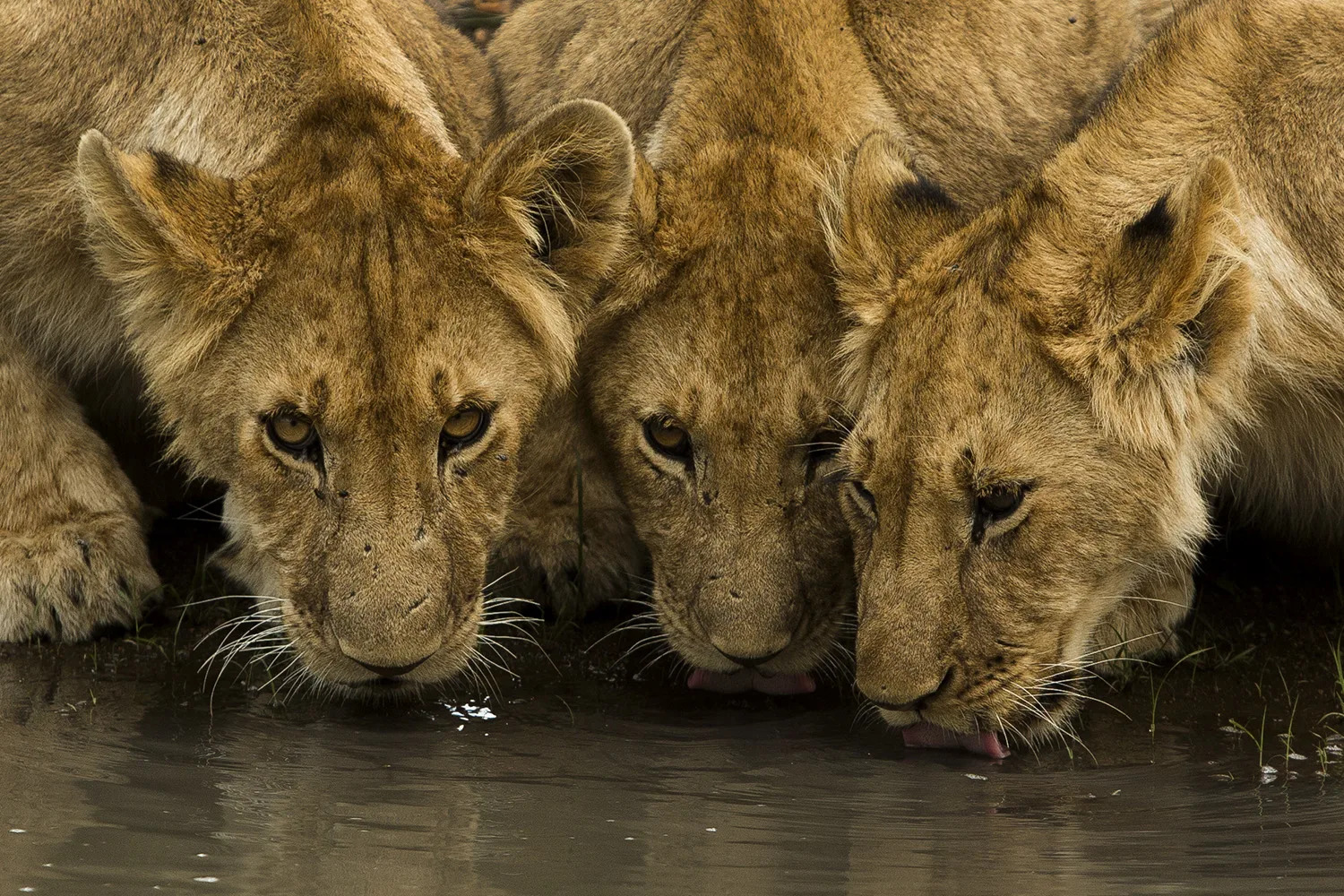 Angama pride cubs drinking