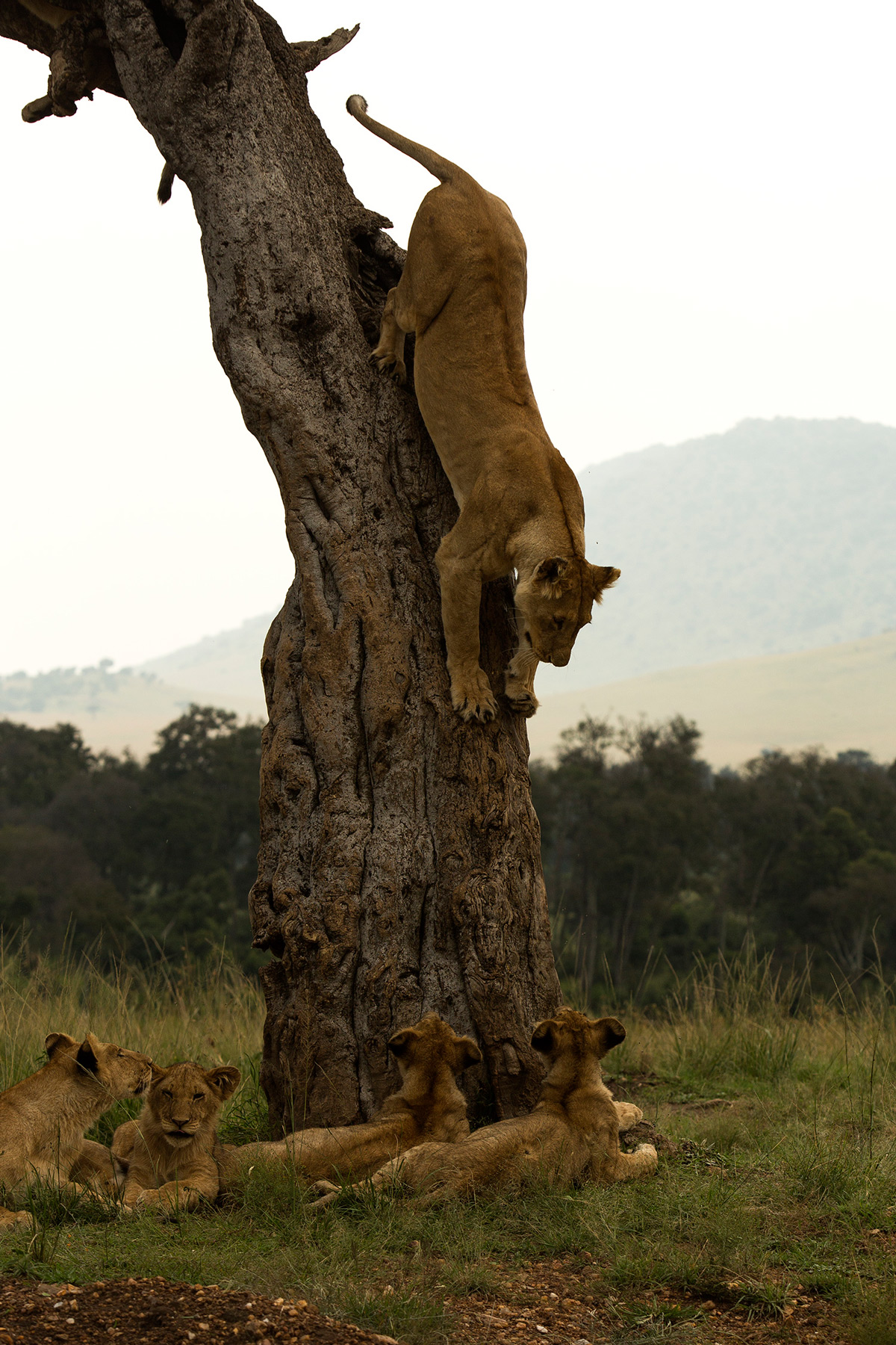 Angama-pride-lion-cub-comes-down-tree-front