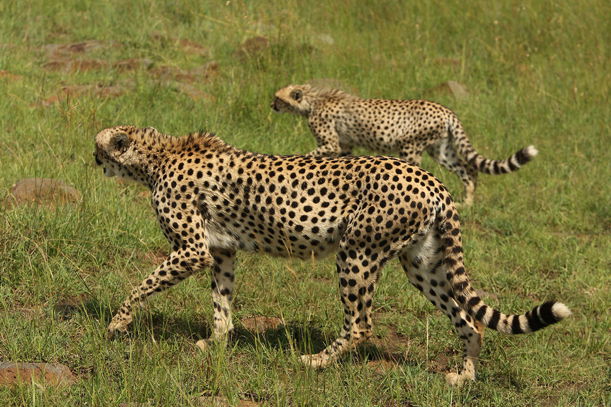 Cheetah abandoning their prey