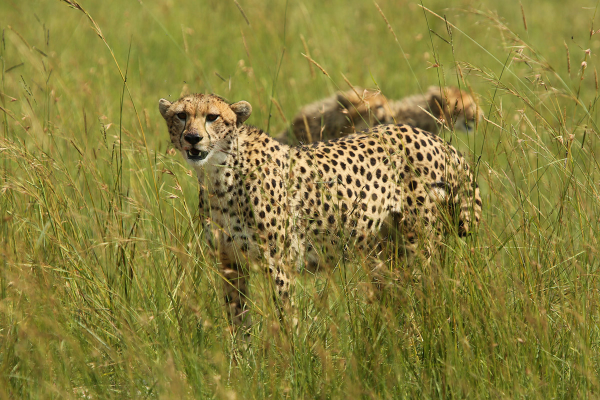 Cheetah looking out for danger