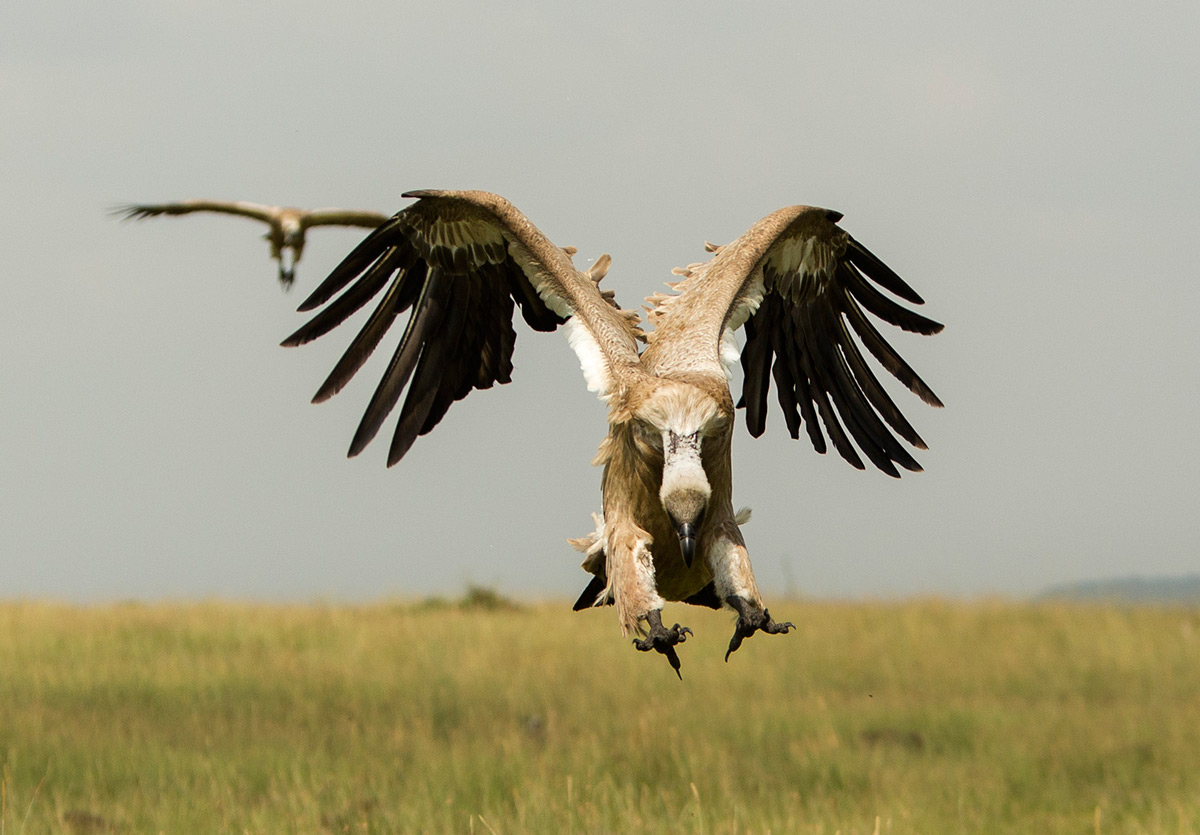 Vultures in flight