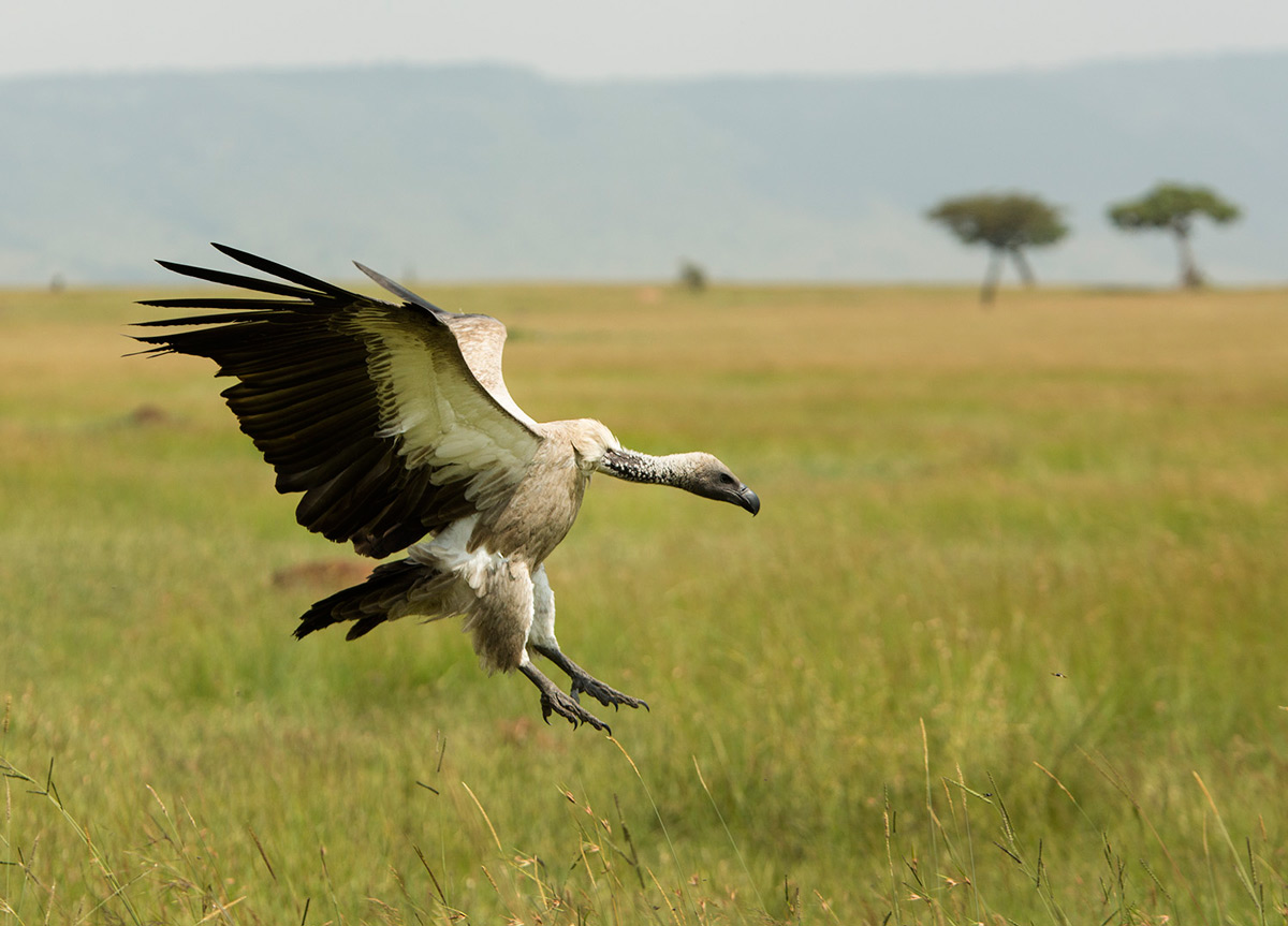 Vulture Landing