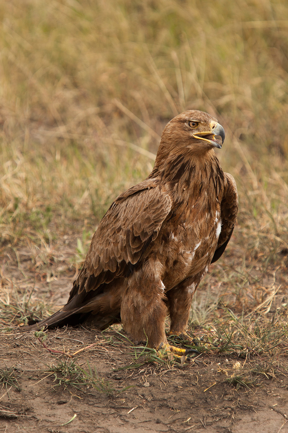 Tawny-Eagle