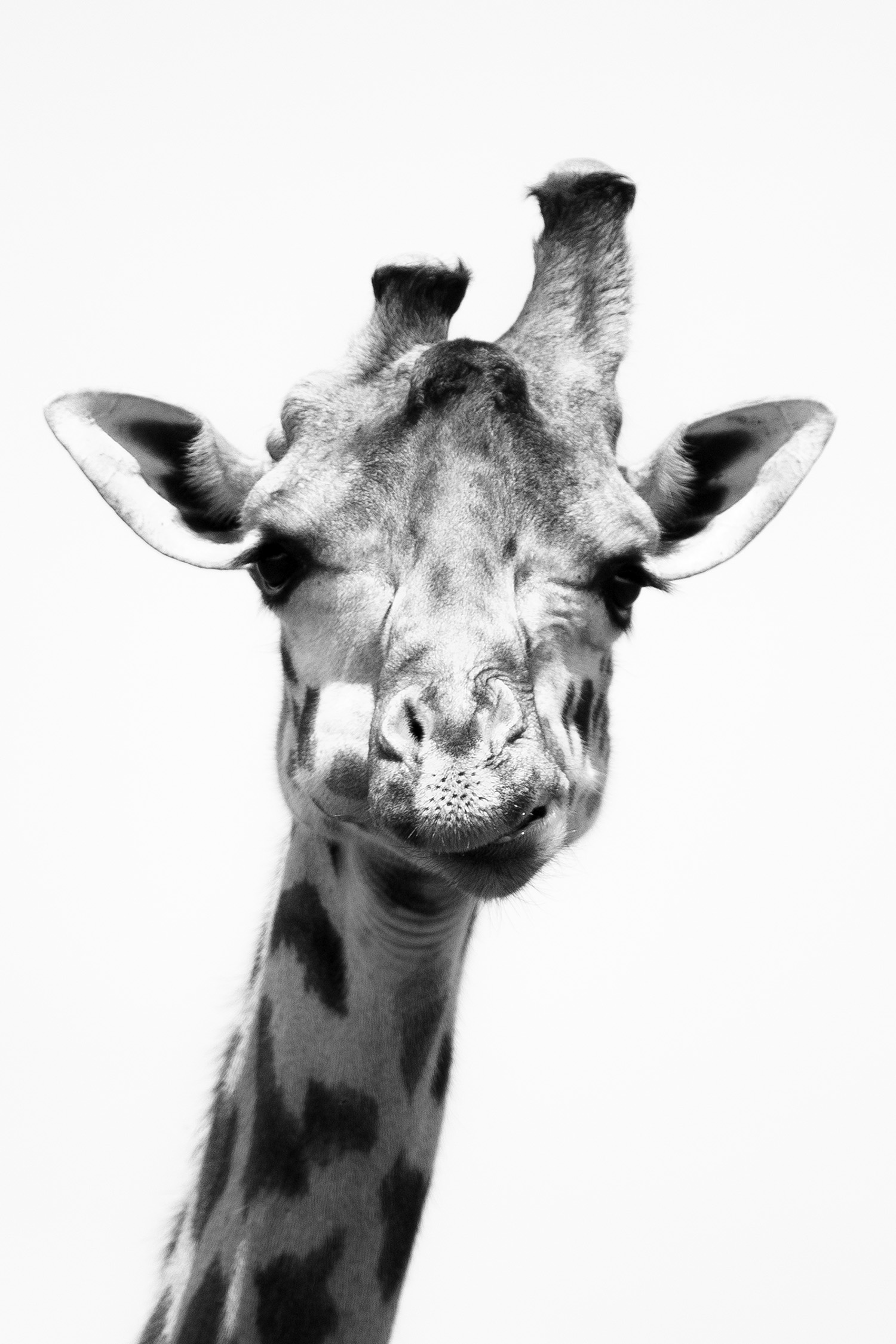 Giraffe face BW