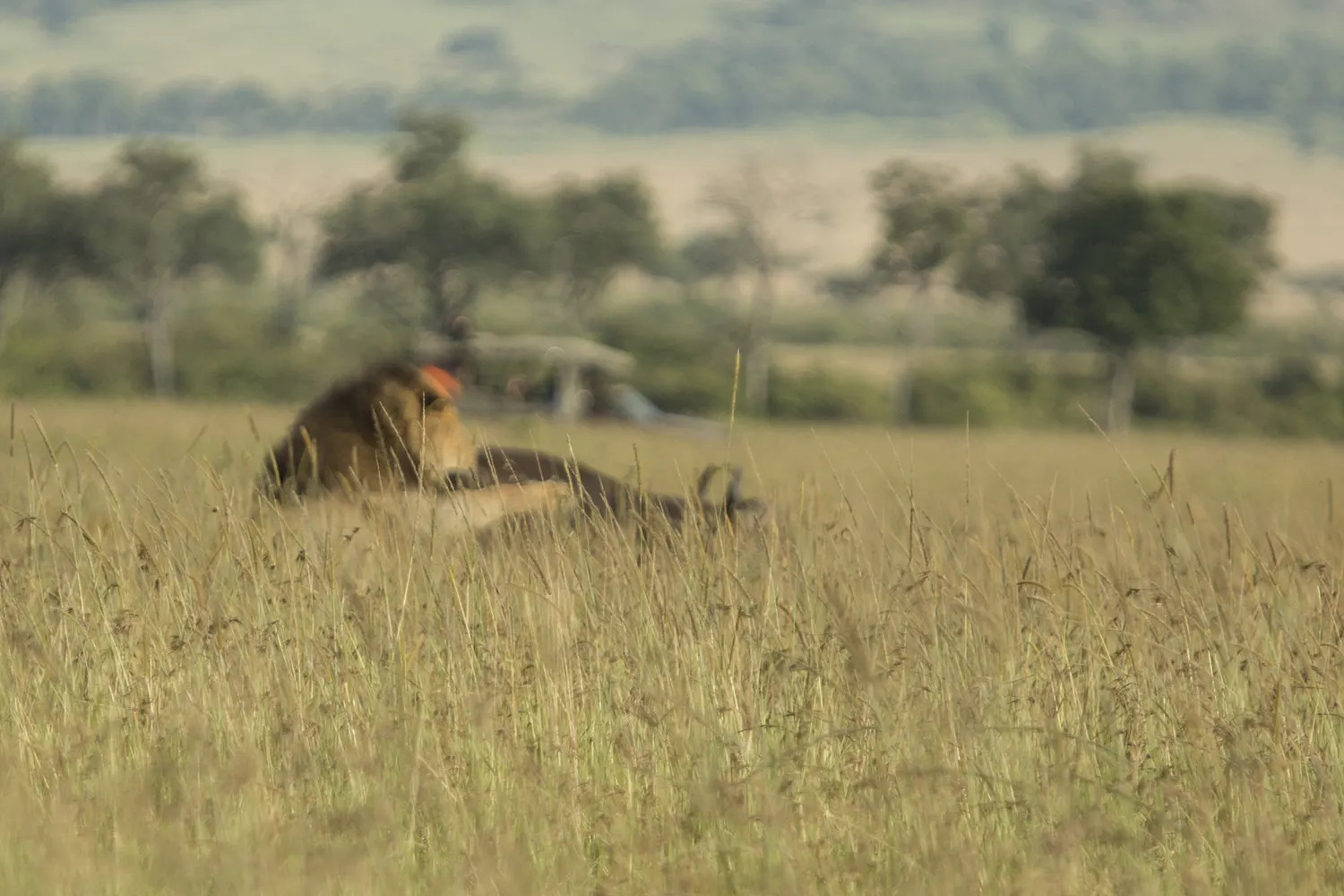 Lion and buffalo blurred