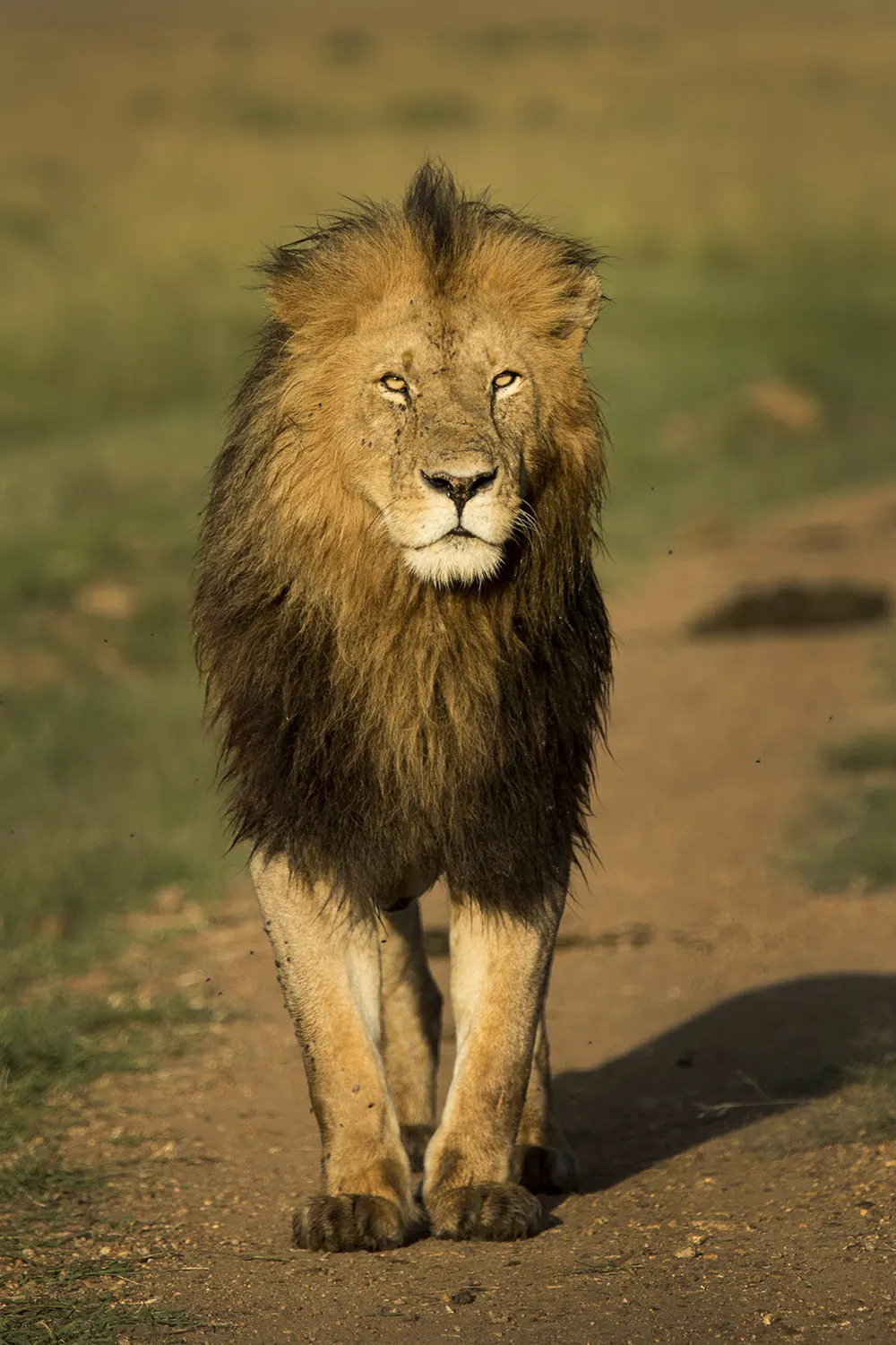 Lion male on road