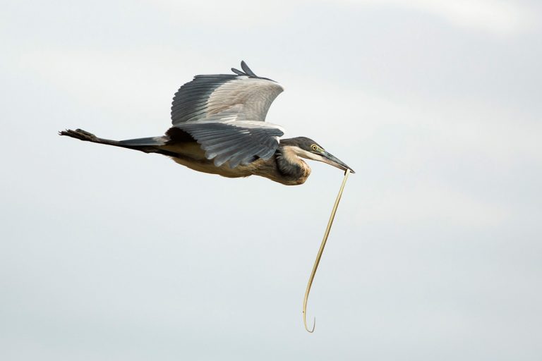 heron-and-snake-flying