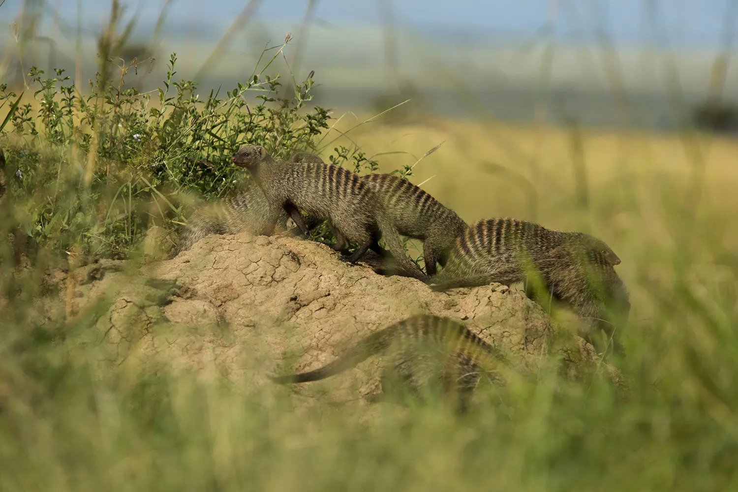 Mongoose on a mound