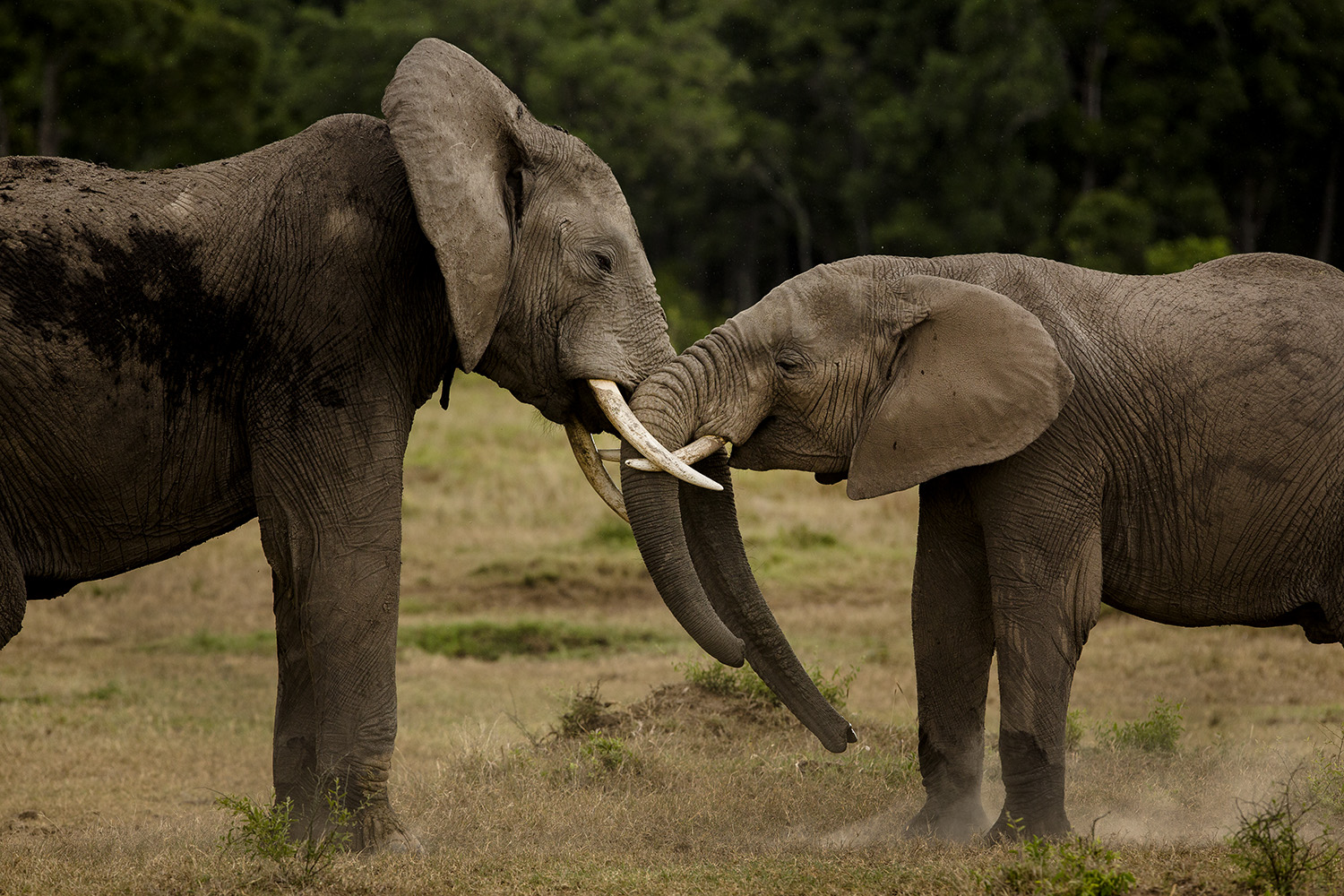 Elephants play