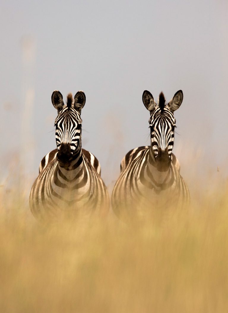 Zebras in the Maasai Mara